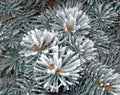 Winter silver spruce tree covered with snow