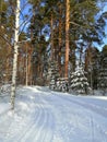 winter ski track skiing forest sport track snowy snow pines ski racing