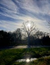 Winter skies blue and strikes with white clouds and sun silhouette a proud leafless tree