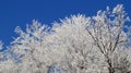 Winter skies and snow-covered trees.