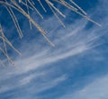 Winter Sky and frosty branches