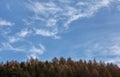 Winter sky space for text with few cirrus clouds over coniferous trees tops