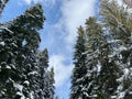 Winter sky surrounded by pine trees.