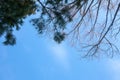 Winter sky and the tops of the pines Royalty Free Stock Photo