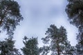 Winter sky, tree tops, frame. Snow-covered branches Royalty Free Stock Photo