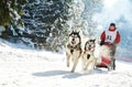 Winter Sled dog racing Ã¯Â¿Â½ musher and Siberian husky Royalty Free Stock Photo