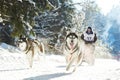 Winter Sled dog racing musher and Siberian husky