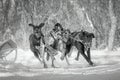 Winter Sled Dog Racing, Ontario, Canada Royalty Free Stock Photo
