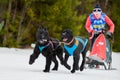 Winter sled dog racing Royalty Free Stock Photo