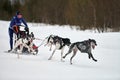 Winter sled dog racing