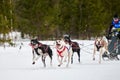 Winter sled dog racing