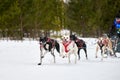 Winter sled dog racing