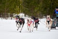 Winter sled dog racing Royalty Free Stock Photo