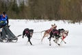Winter sled dog racing Royalty Free Stock Photo