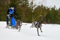 Winter sled dog racing Royalty Free Stock Photo