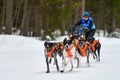 Winter sled dog racing Royalty Free Stock Photo