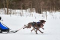 Winter sled dog racing Royalty Free Stock Photo