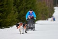 Winter sled dog racing Royalty Free Stock Photo