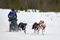 Winter sled dog racing Royalty Free Stock Photo