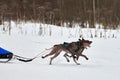 Winter sled dog racing Royalty Free Stock Photo