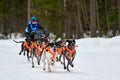 Winter sled dog racing Royalty Free Stock Photo