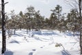 Winter with small conifers and human footprints in the snow