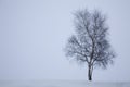 Winter snow Royalty Free Stock Photo