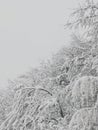Winter snow amazing cold tree white Royalty Free Stock Photo