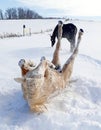 Winter snow angels