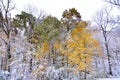 Winter Snow on Autumn Colors Royalty Free Stock Photo