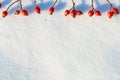 Winter snow background decorated with rose hip berries