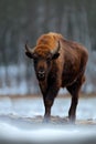 Winter with snow and big animal. European bison in the winter forest, cold scene with big brown animal in the nature habitat, snow