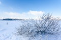 Winter snow branches bush, High Fens, Belgium Royalty Free Stock Photo