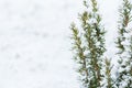 Winter snow on the branches of a coniferous plant. Snowy texture Top view of snow. Texture for design. Snowy white texture. Royalty Free Stock Photo