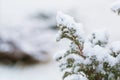 Winter snow on the branches of a coniferous plant. Snowy texture Top view of snow. Texture for design. Snowy white texture. Royalty Free Stock Photo