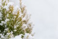 Winter snow on the branches of a coniferous plant. Snowy texture Top view of snow. Texture for design. Snowy white texture. Royalty Free Stock Photo