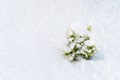 Winter snow on the branches of a coniferous plant. Snowy texture Top view of snow. Texture for design. Snowy white texture. Royalty Free Stock Photo