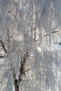 Winter snow branches of tree on a blue sky