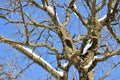 Winter snow branches of tree on a blue sky background Royalty Free Stock Photo