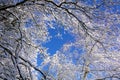 Winter snow branches of tree on a blue sky background Royalty Free Stock Photo