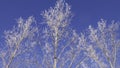 Winter snow branches of tree on a blue sky background Royalty Free Stock Photo