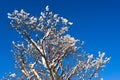 Winter snow branches of tree on a blue sky Royalty Free Stock Photo