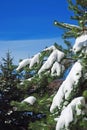 Winter snow branches of tree on a blue sky background Royalty Free Stock Photo