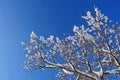 Winter snow branches of tree on a blue sky background Royalty Free Stock Photo