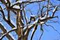 Winter snow branches of tree on a blue sky background Royalty Free Stock Photo