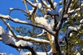 Winter snow branches of tree on a blue sky background Royalty Free Stock Photo