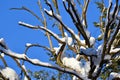 Winter snow branches of tree on a blue sky background Royalty Free Stock Photo