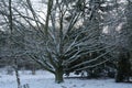 Winter: snow on branches of trees Royalty Free Stock Photo