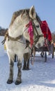 Winter Snow carriage Royalty Free Stock Photo