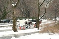 Winter Snow In Central Park, New York City